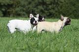 BOULEDOGUE FRANCAIS 724